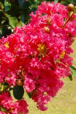 Tuscarora Watermelon Red Crape Myrtle - 5 Gallon Pot -Outlet The Ever Garden Store crape myrtle tuscarora 7