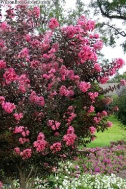 Twilight Magic Crape Myrtle - 3 Gallon Pot -Outlet The Ever Garden Store crape myrtle twilight magic 2