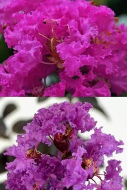 Twilight Purple Crape Myrtle - 7 Gallon Pot (5-6') -Outlet The Ever Garden Store crape myrtle twilight purple 22 2
