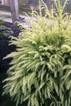 Sekken Sugi Golden Cryptomeria (Japanese Cedar) - 5 Gallon Pot 9 Sekken Sugi Golden Cryptomeria (Japanese Cedar) - 5 Gallon Pot -Outlet The Ever Garden Store cryptomeria japonica sekkan sugi japanese cedar 2