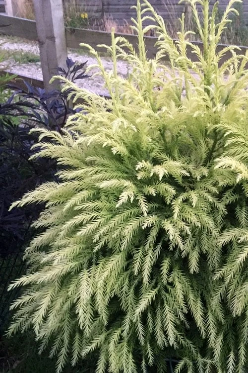 Sekken Sugi Golden Cryptomeria (Japanese Cedar) - 5 Gallon Pot 4 Sekken Sugi Golden Cryptomeria (Japanese Cedar) - 5 Gallon Pot - Image 4