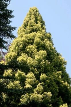 Sekken Sugi Golden Cryptomeria (Japanese Cedar) - 5 Gallon Pot 11 Sekken Sugi Golden Cryptomeria (Japanese Cedar) - 5 Gallon Pot -Outlet The Ever Garden Store cryptomeria japonica sekkan sugi japanese cedar 5