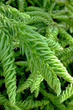 Spiralis Cryptomeria (Japanese Cedar) -2 Gallon Pot -Outlet The Ever Garden Store cryptomeria japonica spiralis japanese cedar 3
