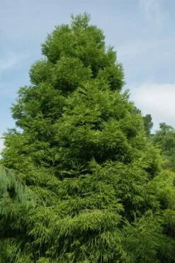 Spiralis Cryptomeria (Japanese Cedar) -2 Gallon Pot -Outlet The Ever Garden Store cryptomeria japonica spiralis japanese cedar 7