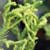 Spiraliter Falcata' Cryptomeria (Japanese Cedar) - 1 Gallon Pot