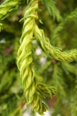 Spiraliter Falcata' Cryptomeria (Japanese Cedar) - 1 Gallon Pot -Outlet The Ever Garden Store cryptomeria japonica spiraliter falcata 2 1