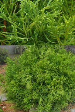 Spiraliter Falcata' Cryptomeria (Japanese Cedar) - 2 Gallon Pot -Outlet The Ever Garden Store cryptomeria japonica spiraliter falcata 3