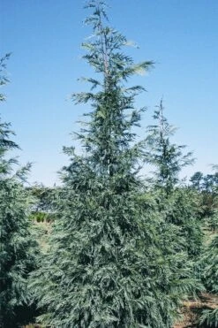 Naylor's Blue Leyland Cypress - 3 Gallon Pot -Outlet The Ever Garden Store cupressocyparis leylandii naylors blue leyland cypress 1