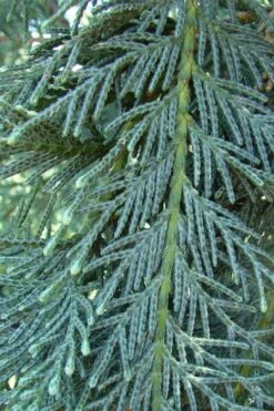 Naylor's Blue Leyland Cypress - 3 Gallon Pot -Outlet The Ever Garden Store cupressocyparis leylandii naylors blue leyland cypress 3