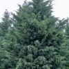 Naylor's Blue Leyland Cypress - 3 Gallon Pot