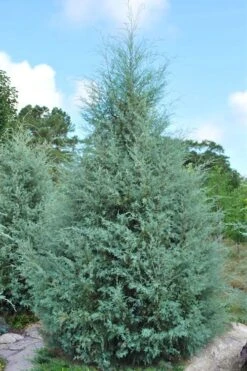 Carolina Sapphire Arizona Cypress - 1 Gallon Pot -Outlet The Ever Garden Store cupressus arizonica arizona carolina sapphire cypress 1