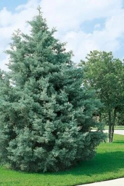 Carolina Sapphire Arizona Cypress - 1 Gallon Pot -Outlet The Ever Garden Store cupressus arizonica arizona carolina sapphire cypress 102 1