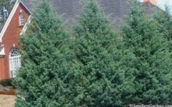 Carolina Sapphire Arizona Cypress - 1 Gallon Pot -Outlet The Ever Garden Store cupressus arizonica arizona carolina sapphire cypress 103 1