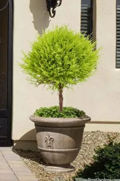 Goldcrest Monterey Lemon Cypress Single Ball Topiary - 2 Gallon Pot