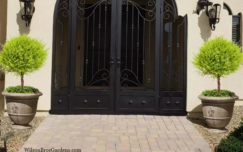 Goldcrest Monterey Lemon Cypress Single Ball Topiary - 2 Gallon Pot 4 Goldcrest Monterey Lemon Cypress Single Ball Topiary - 2 Gallon Pot - Image 4