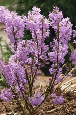 Lilac Daphne (Daphne Genkwa) - 2 Gallon Pot -Outlet The Ever Garden Store daphne genkwa lilac daphne 5