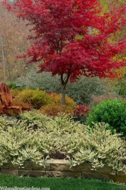 Spring Frost Distylium - 1 Gallon Pot 11 Spring Frost Distylium - 1 Gallon Pot -Outlet The Ever Garden Store distylium spring frost 102