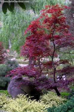 Spring Frost Distylium - 1 Gallon Pot 9 Spring Frost Distylium - 1 Gallon Pot -Outlet The Ever Garden Store distylium spring frost 103