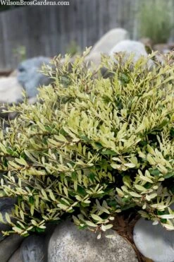 Spring Frost Distylium - 1 Gallon Pot