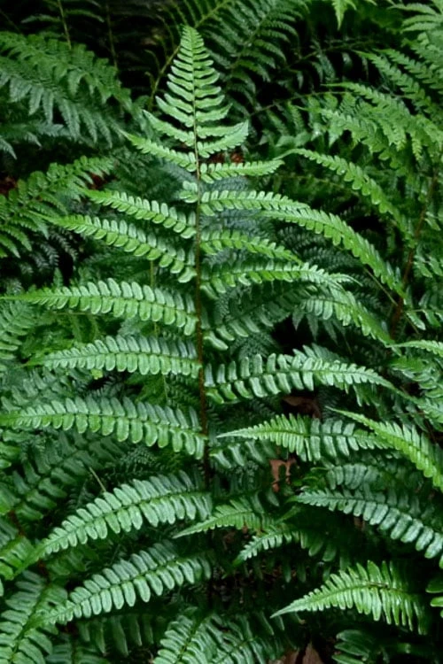 Champions Wood Fern (Dryopteris Championii) - 1 Gallon Pot 1 Champions Wood Fern (Dryopteris Championii) - 1 Gallon Pot