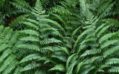Champions Wood Fern (Dryopteris Championii) - 6 Pack Of 1 Gallon Pots -Outlet The Ever Garden Store dryopteris championii champions wood fern 2 1