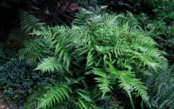 Champions Wood Fern (Dryopteris Championii) - 6 Pack Of 1 Gallon Pots -Outlet The Ever Garden Store dryopteris championii champions wood fern 6 1