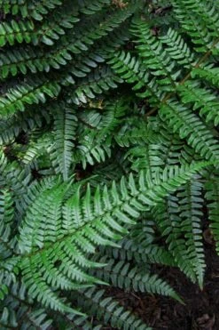 Champions Wood Fern (Dryopteris Championii) - 1 Gallon Pot 12 Champions Wood Fern (Dryopteris Championii) - 1 Gallon Pot -Outlet The Ever Garden Store dryopteris championii champions wood fern 7