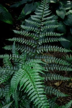Champions Wood Fern (Dryopteris Championii) - 6 Pack Of 1 Gallon Pots -Outlet The Ever Garden Store dryopteris championii champions wood fern 8 1