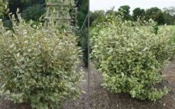 Olive Martini Elaeagnus - 3 Gallon Pot -Outlet The Ever Garden Store elaeagnus olive martini 11