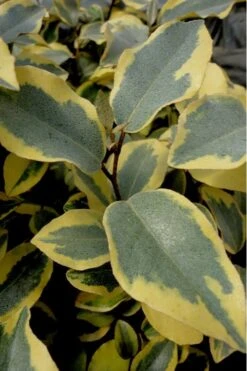 Olive Martini Elaeagnus - 3 Gallon Pot