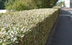 Olive Martini Elaeagnus - 6 Pack Of 1 Gallon Pots -Outlet The Ever Garden Store elaeagnus olive martini 13 1