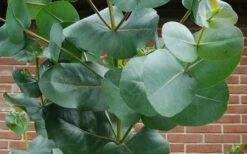 Big O Cold Hardy Eucalyptus Tree (Eucalyptus Neglecta) - 1 Gallon Pot -Outlet The Ever Garden Store eucalyptus bigo leaves