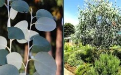 Mappa Tassie Cold Hardy Eucalyptus Tree (Eucalyptus Pauciflora) - Quart Pot -Outlet The Ever Garden Store eucalyptus mappa tassie combo
