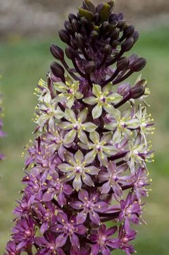 Safari Adventure Pineapple Lily (Eucomis) - 1 Gallon Pot 8 Safari Adventure Pineapple Lily (Eucomis) - 1 Gallon Pot -Outlet The Ever Garden Store eucomis safari adventure pineapple lily 3