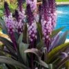 Safari Adventure Pineapple Lily (Eucomis) - 1 Gallon Pot