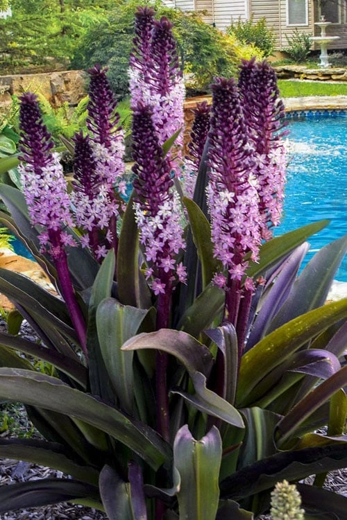 Safari Adventure Pineapple Lily (Eucomis) - 1 Gallon Pot 1 Safari Adventure Pineapple Lily (Eucomis) - 1 Gallon Pot
