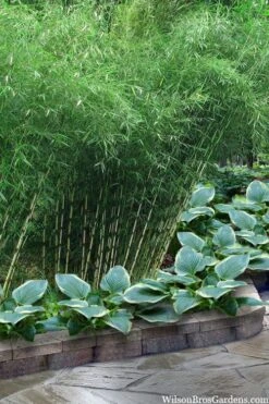 Robust Bamboo - Fargesia Robusta - 1 Gallon Pot -Outlet The Ever Garden Store fargesia robusta robust clumping bamboo 103
