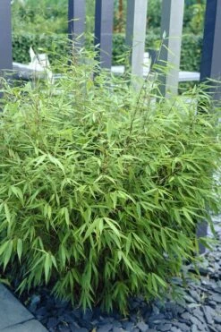 Sunset Glow Clumping Bamboo (Fargesia Rufa) - 3 Gallon Pot -Outlet The Ever Garden Store fargesia rufa sunset glow clumping bamboo 1