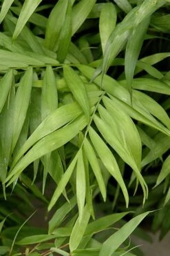 Sunset Glow Clumping Bamboo (Fargesia Rufa) - 3 Gallon Pot -Outlet The Ever Garden Store fargesia rufa sunset glow clumping bamboo 2