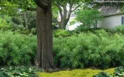 Sunset Glow Clumping Bamboo (Fargesia Rufa) - 3 Gallon Pot -Outlet The Ever Garden Store fargesia rufa sunset glow clumping bamboo 9