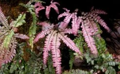 Rosy Pink Maidenhair Fern (Adiantum Hispidulum) - 6 Pack Of 1 Gallon Pots 7 Rosy Pink Maidenhair Fern (Adiantum Hispidulum) - 6 Pack Of 1 Gallon Pots -Outlet The Ever Garden Store fern rosy maidenhair fern 3