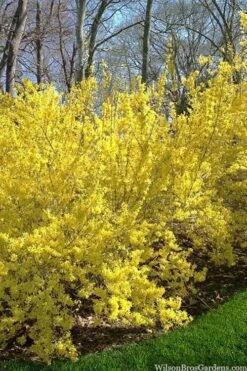 Believe It Or Not Forsythia - 2 Gallon Pot -Outlet The Ever Garden Store forsythia believe it or not 3