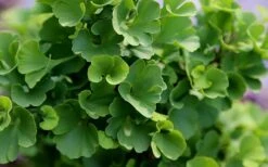 Jade Butterfly Dwarf Ginkgo Tree - 3 Gallon Pot 13 Jade Butterfly Dwarf Ginkgo Tree - 3 Gallon Pot -Outlet The Ever Garden Store ginkgo biloba jade butterfly 1