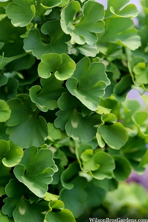 Jade Butterfly Dwarf Ginkgo Tree - 3 Gallon Pot 6 Jade Butterfly Dwarf Ginkgo Tree - 3 Gallon Pot - Image 6