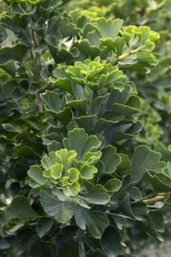 Jade Butterfly Dwarf Ginkgo Tree - 3 Gallon Pot 10 Jade Butterfly Dwarf Ginkgo Tree - 3 Gallon Pot -Outlet The Ever Garden Store ginkgo biloba jade green 1
