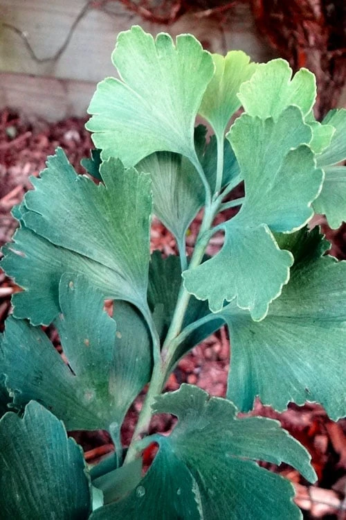 Jagged Jade Dwarf Male Ginkgo Tree - 3 Gallon Pot 5 Jagged Jade Dwarf Male Ginkgo Tree - 3 Gallon Pot - Image 5