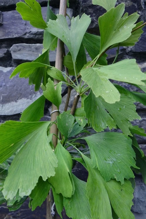 Jagged Jade Dwarf Male Ginkgo Tree - 3 Gallon Pot 7 Jagged Jade Dwarf Male Ginkgo Tree - 3 Gallon Pot - Image 7