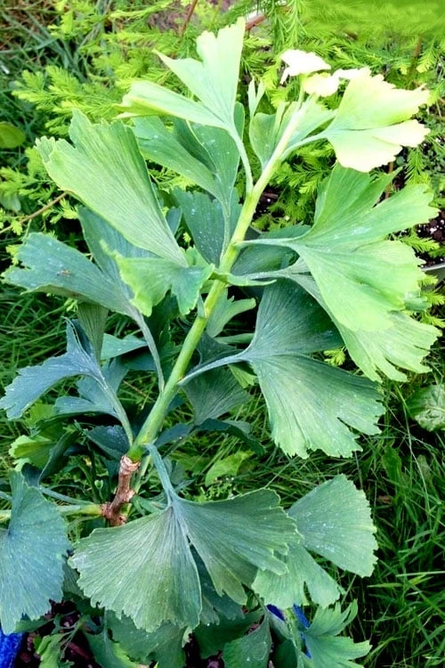 Jagged Jade Dwarf Male Ginkgo Tree - 3 Gallon Pot 6 Jagged Jade Dwarf Male Ginkgo Tree - 3 Gallon Pot - Image 6