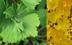 Jagged Jade Dwarf Male Ginkgo Tree - 3 Gallon Pot 12 Jagged Jade Dwarf Male Ginkgo Tree - 3 Gallon Pot -Outlet The Ever Garden Store ginkgo biloba jagged jade 8