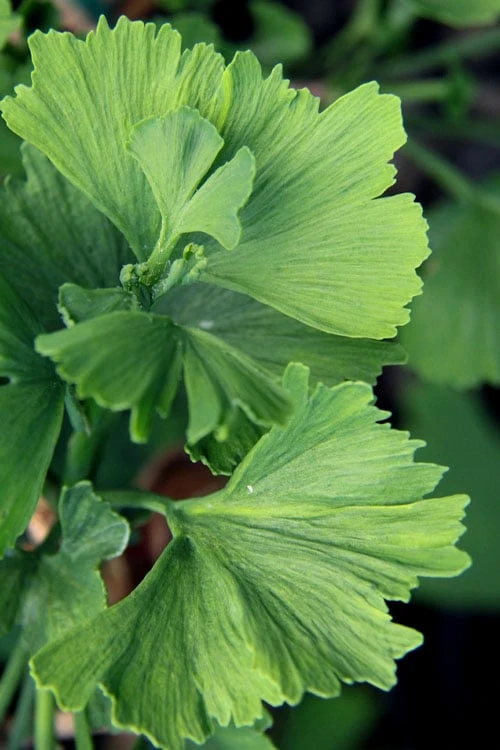 Jagged Jade Dwarf Male Ginkgo Tree - 3 Gallon Pot 1 Jagged Jade Dwarf Male Ginkgo Tree - 3 Gallon Pot